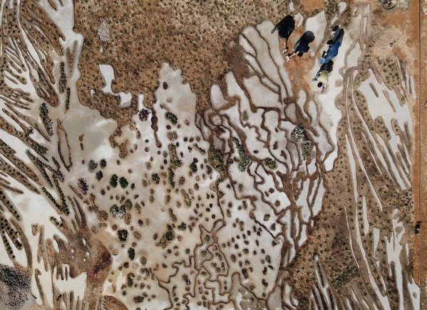 catherine mosbach landscape architect