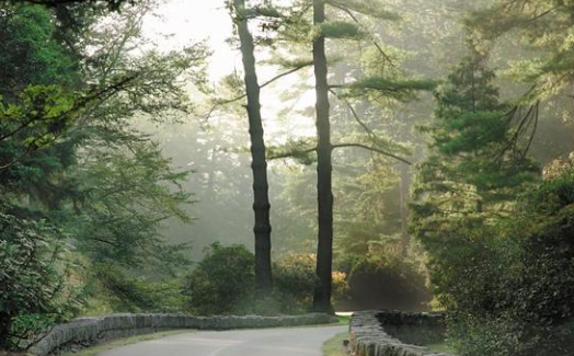 Olmsted and the Idea of Naturalistic Landscapes