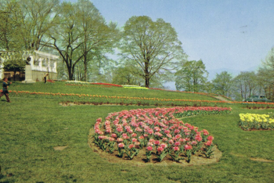 Healing Landscapes in Olmsted’s Park Designs